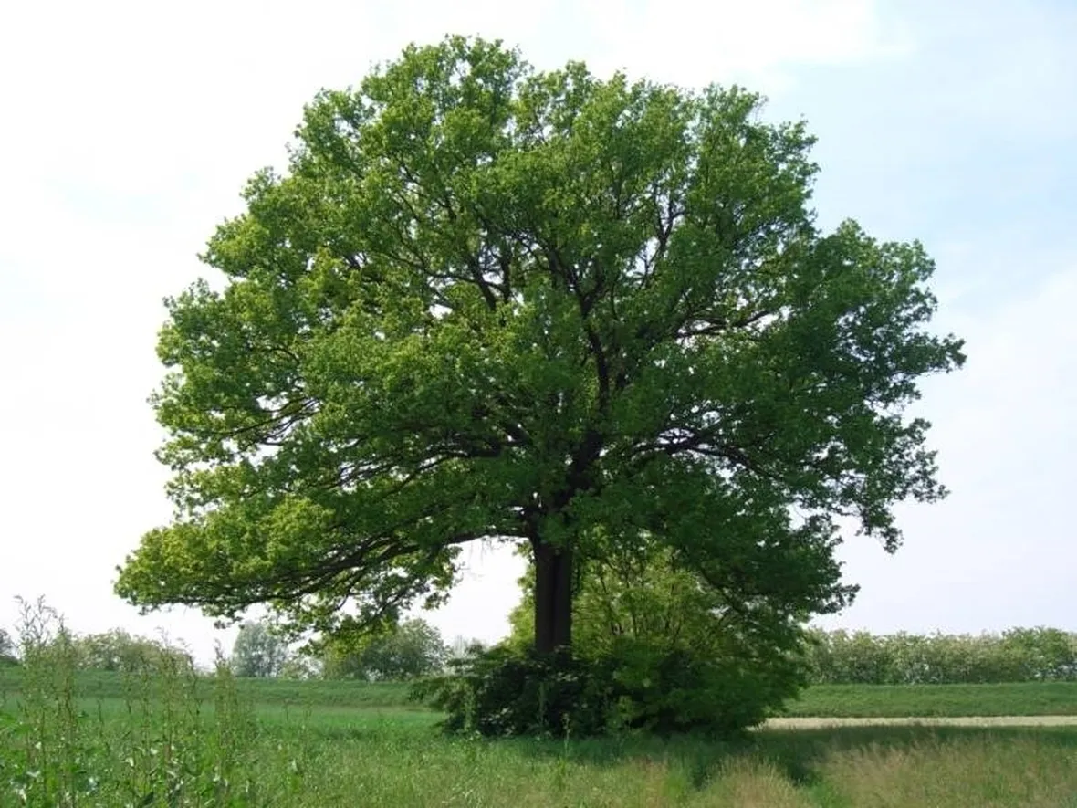 Albero quercia coltivato in piena terra