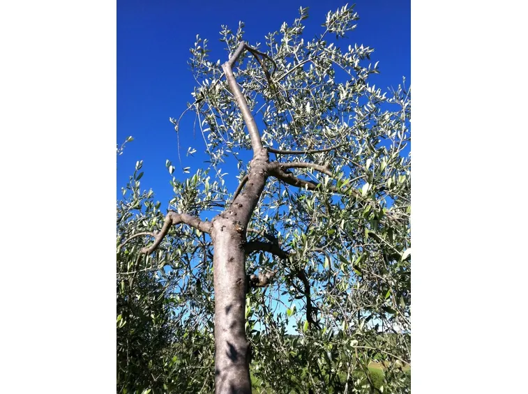 Albero con parte dei rami potati.