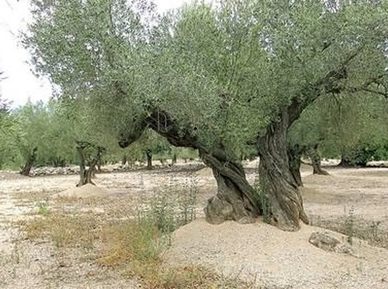 Ulivo secolare in una piantagione.