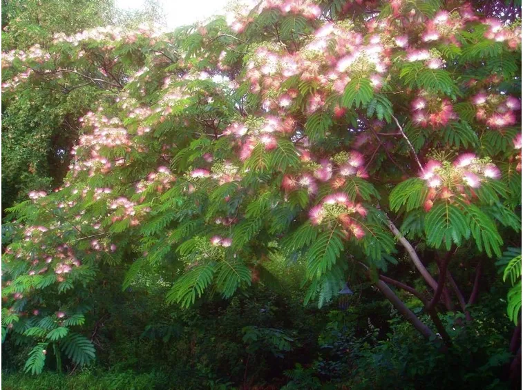 Esemplare di Albizia julibrissin in piena fioritura