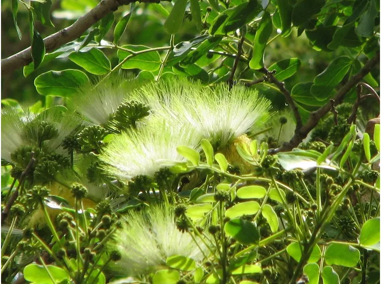 Particolare di Albizia lebbeck