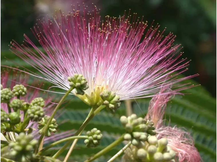 Il fiore di Albizia julibrissin