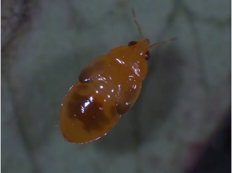 Una larva di Acizzia jamatonica