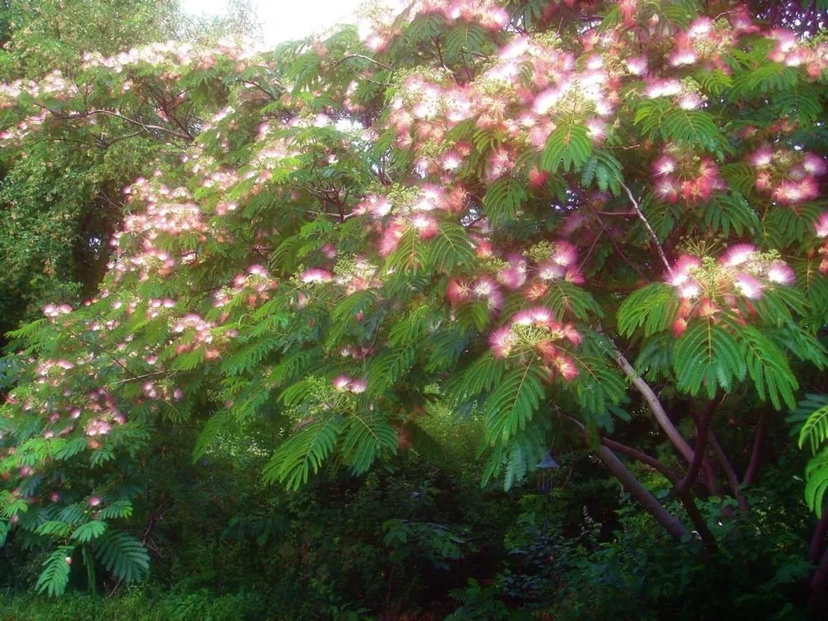 Esemplare di Albizia julibrissin in piena fioritura