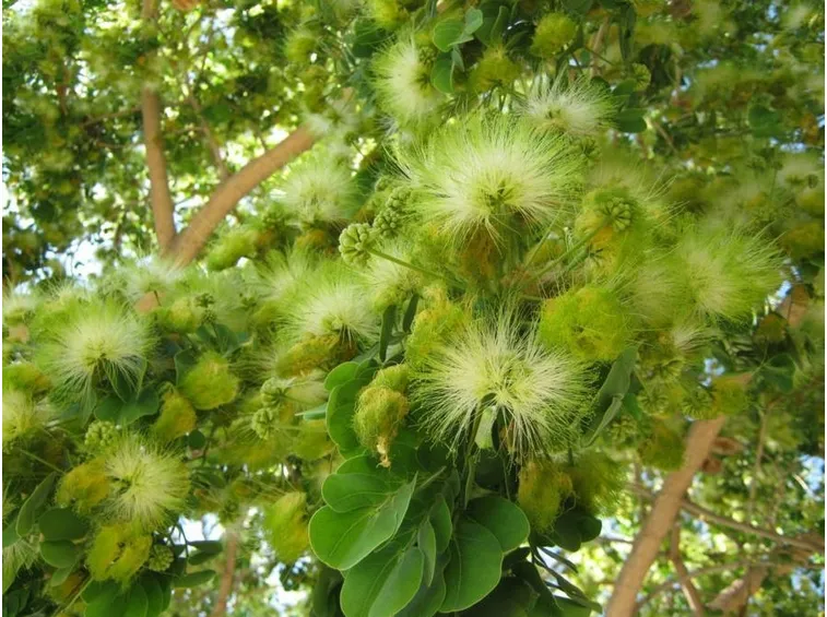 L'albero di albizia lebbeck.