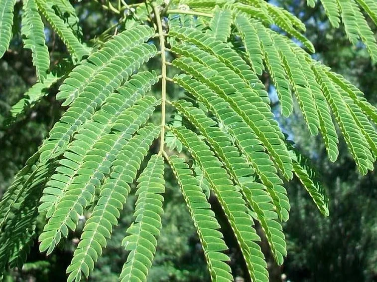 Foglie dell'albero di albizia.