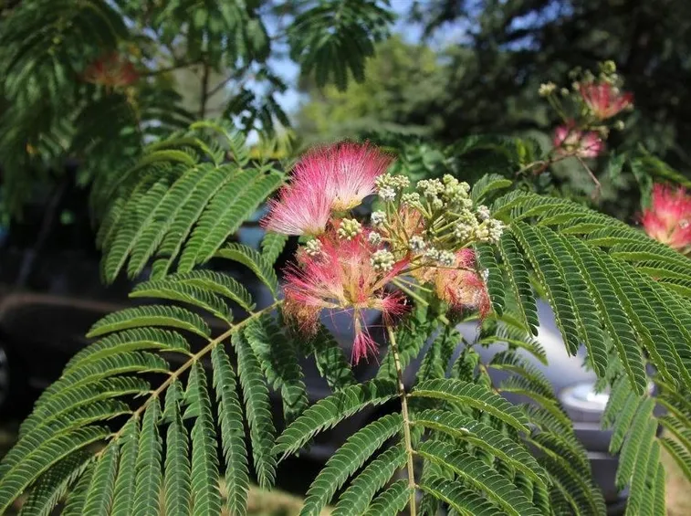 Fiore di albizia julibrissin.