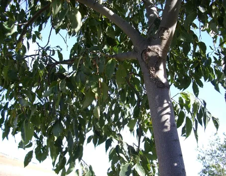 Albero bagolaro