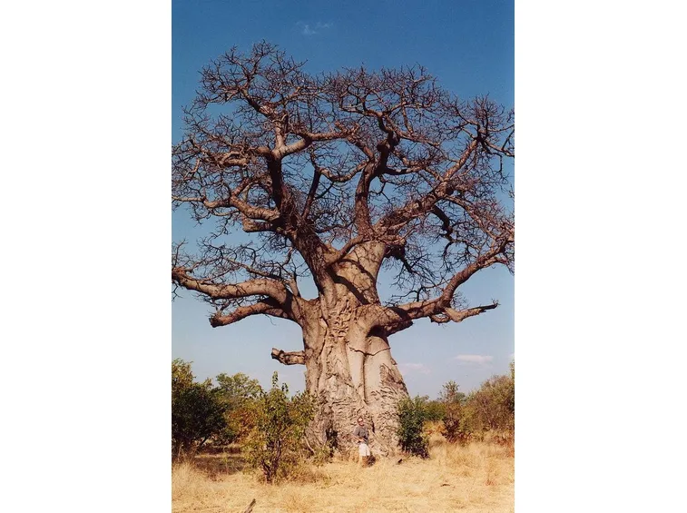 Una pianta di baobab