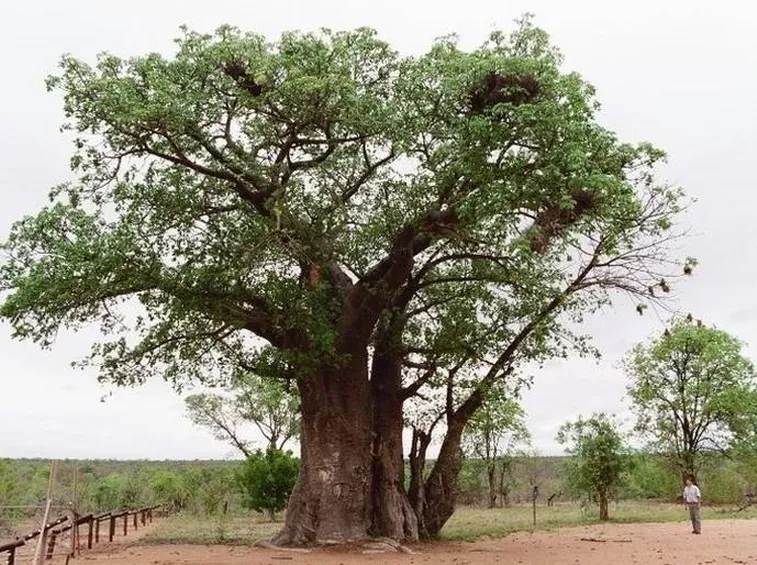 Un grande baobab