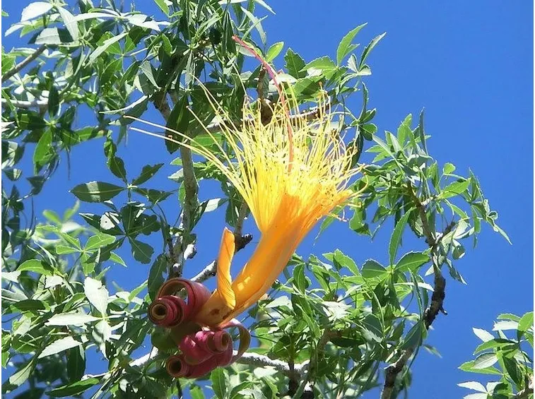 Il fiore della pianta del baobab