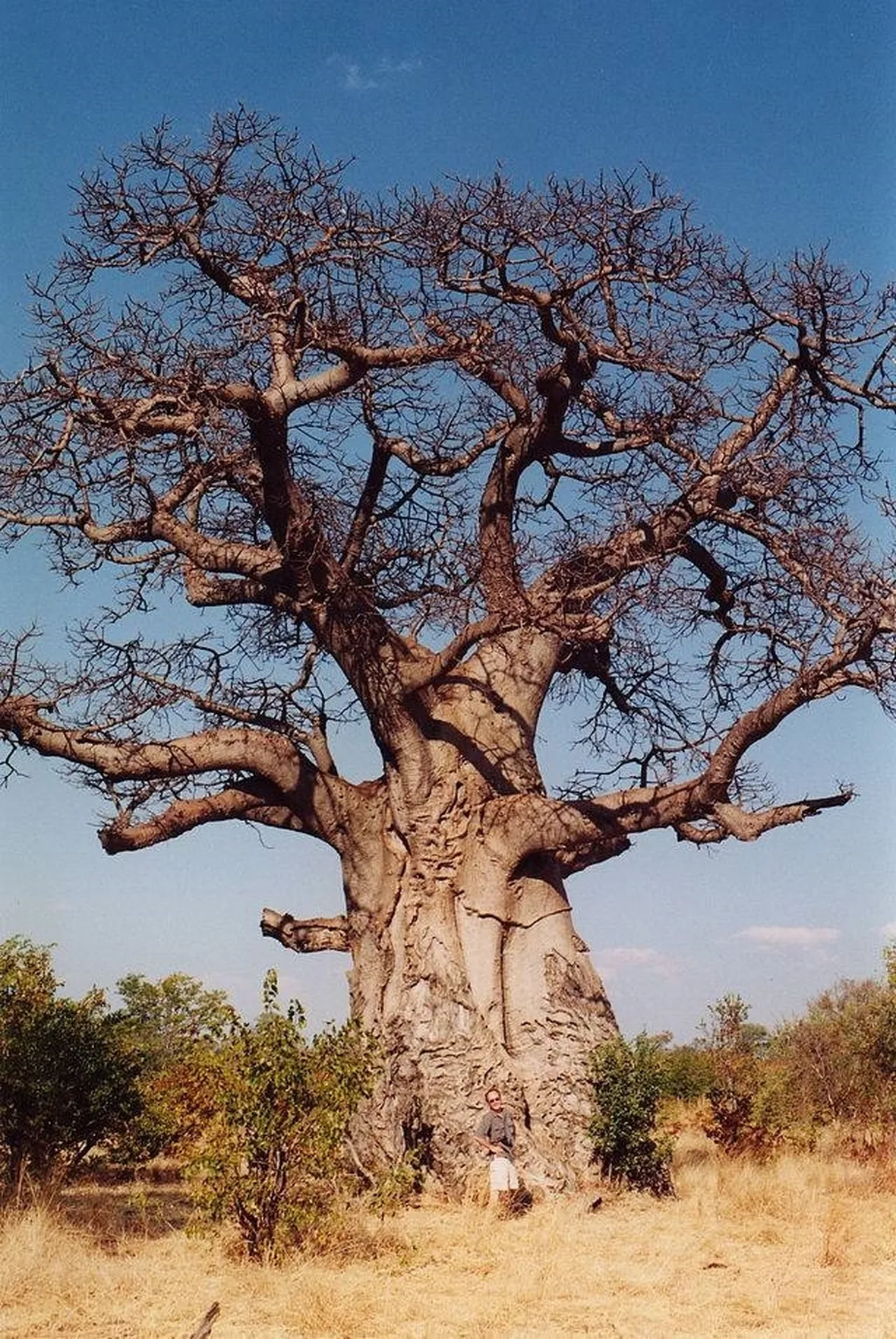 Una pianta di baobab