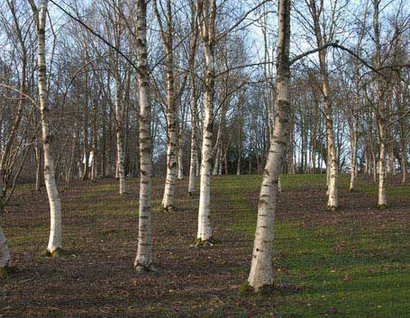 Bosco betulle