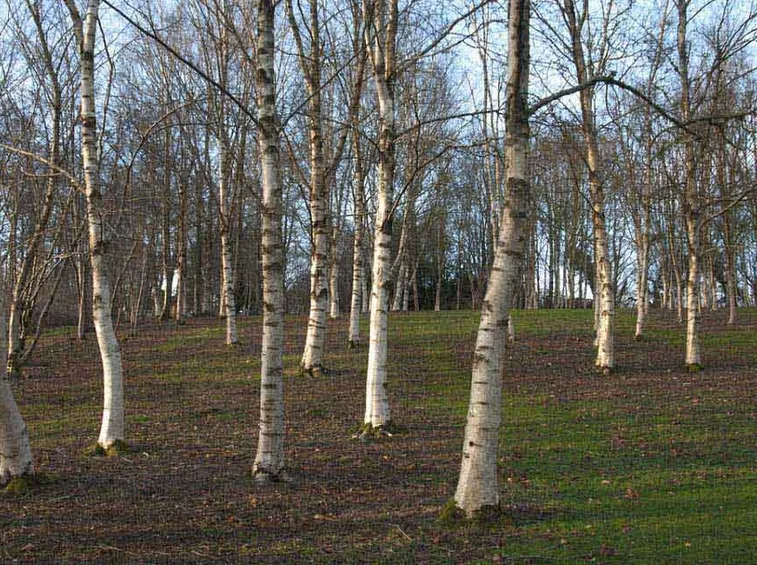 Bosco betulle