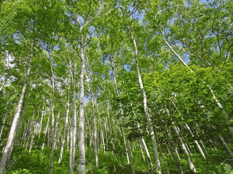 Foglie betulla bianca