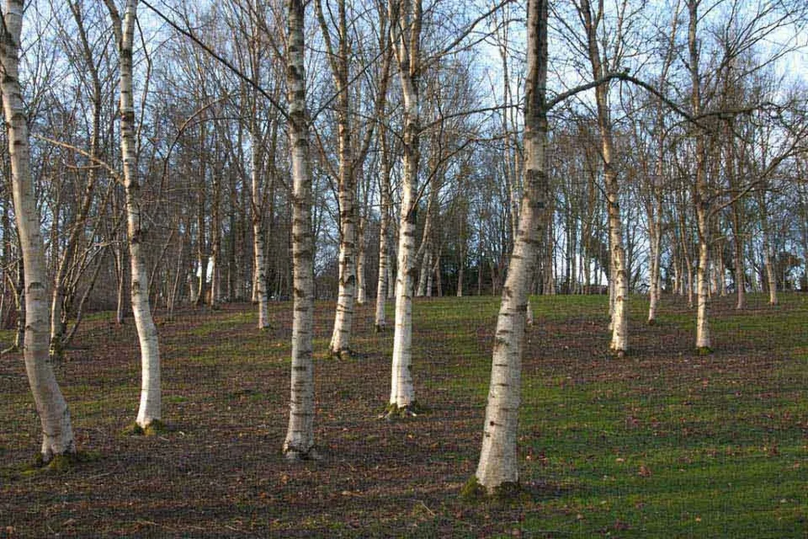 Bosco betulle