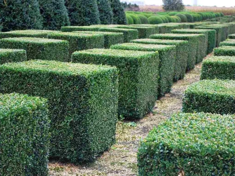 Arte topiaria con bosso