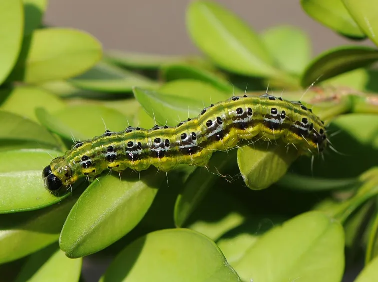 Cydalima perspectalis