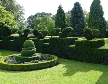 Arte topiaria praticata sul bosso