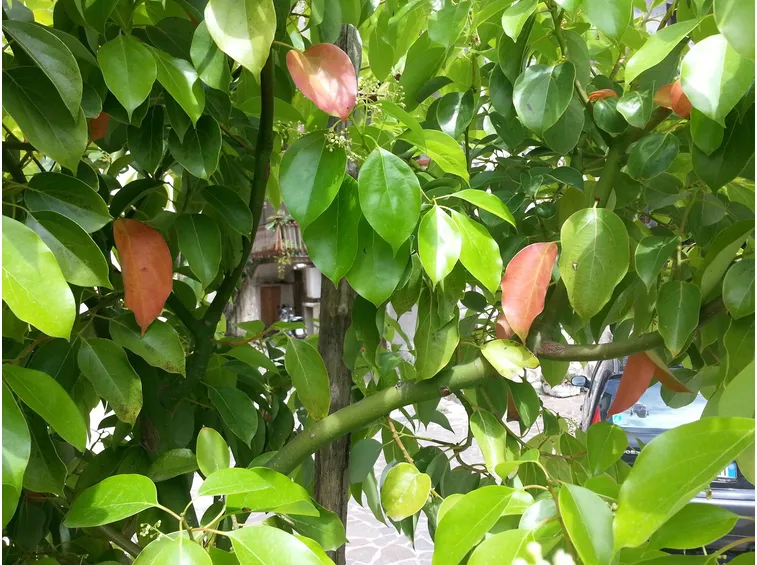 Fogliame dell'albero della canfora