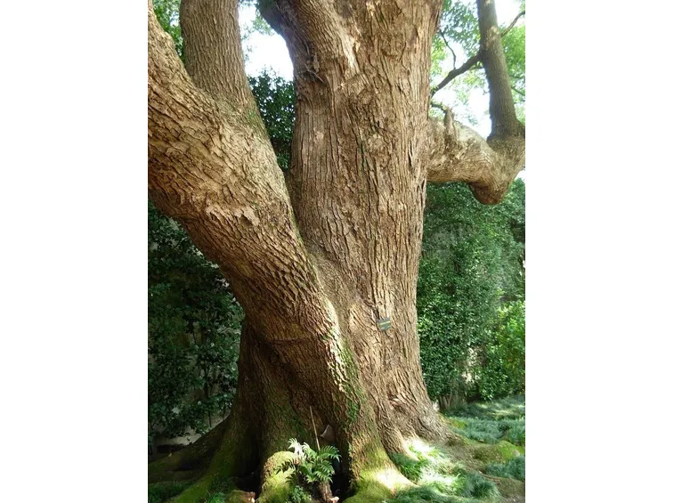 Tronco d'albero di canfora