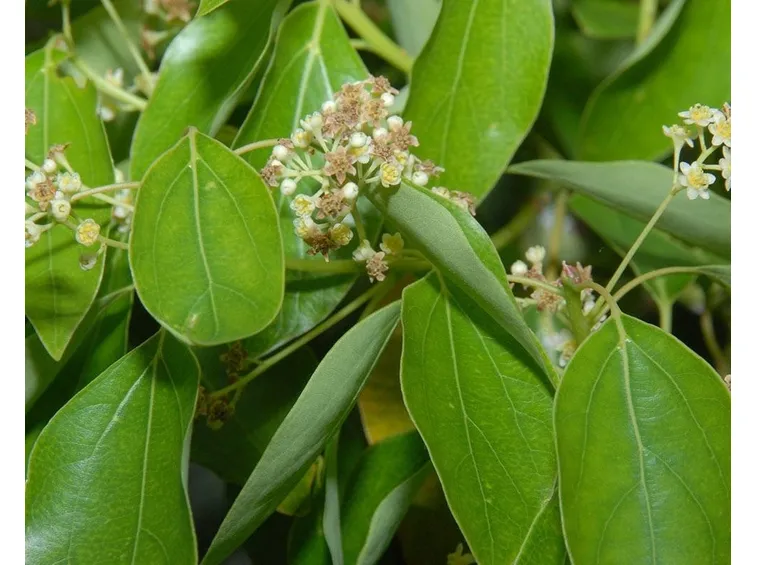 Fiori dell'albero della canfora