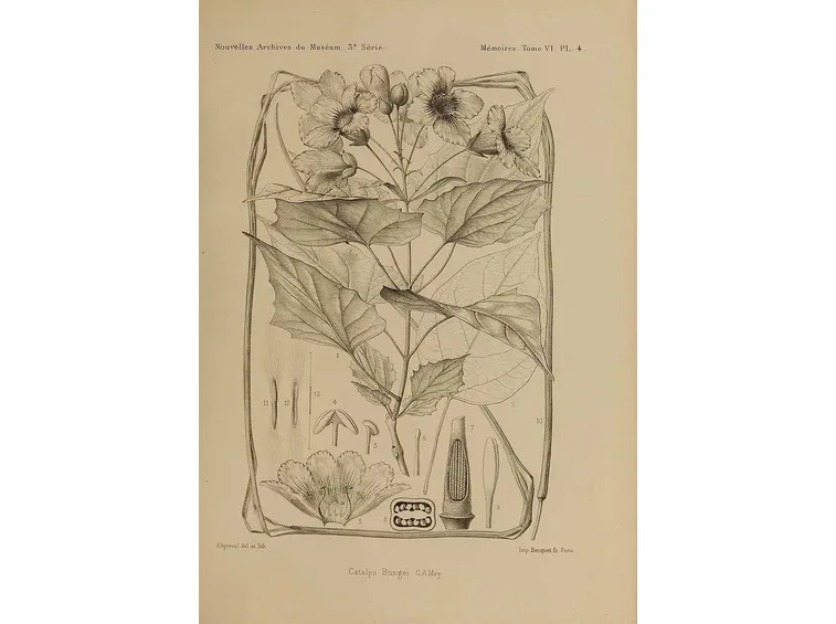 Disegno botanico dei fiori e delle foglie della catalpa bungei