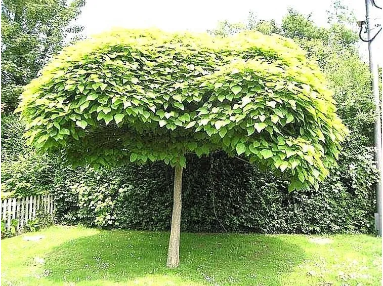 Un tipico esemplare di catalpa bungei