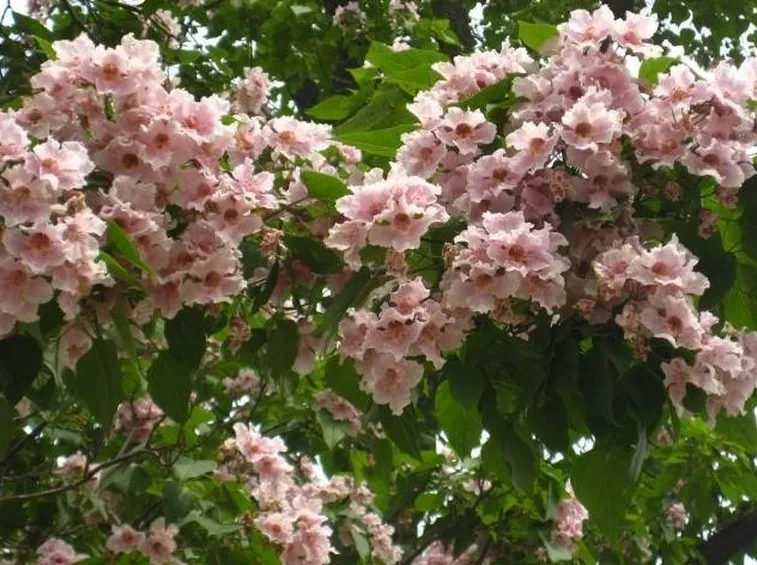 Fioritura di catalapa bungei
