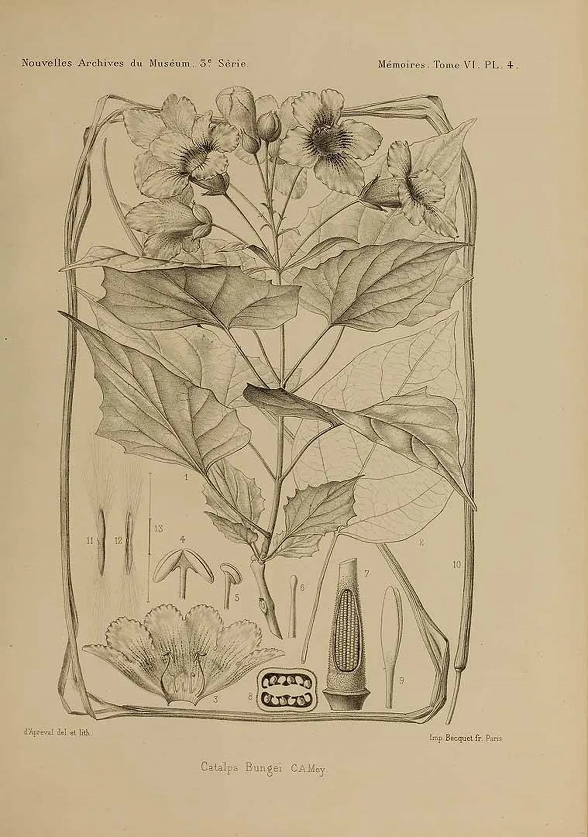 Disegno botanico dei fiori e delle foglie della catalpa bungei