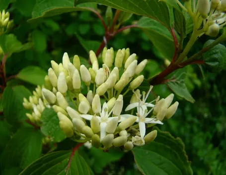 Fiore di Cornus sanguinea