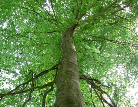 Fagus Sylvatica (Faggio)