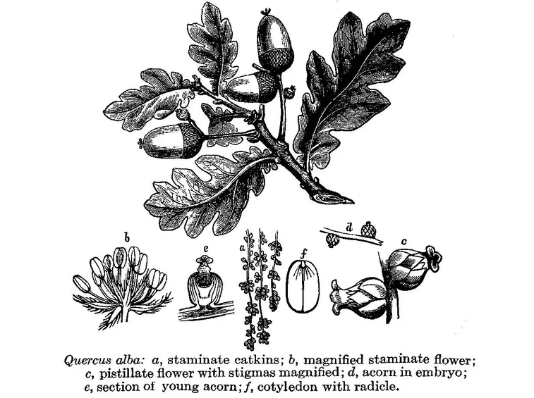 Disegno botanico di una specie di quercia, la Quercus Alba