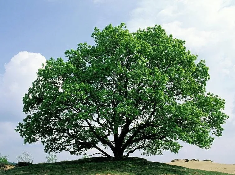 Esemplare di Quercus Robur