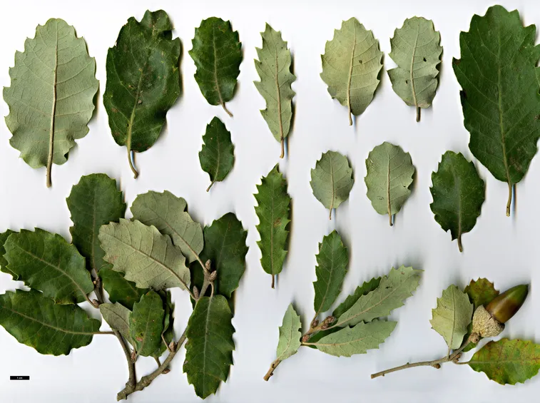 Diverse tipologie di foglie di quercia