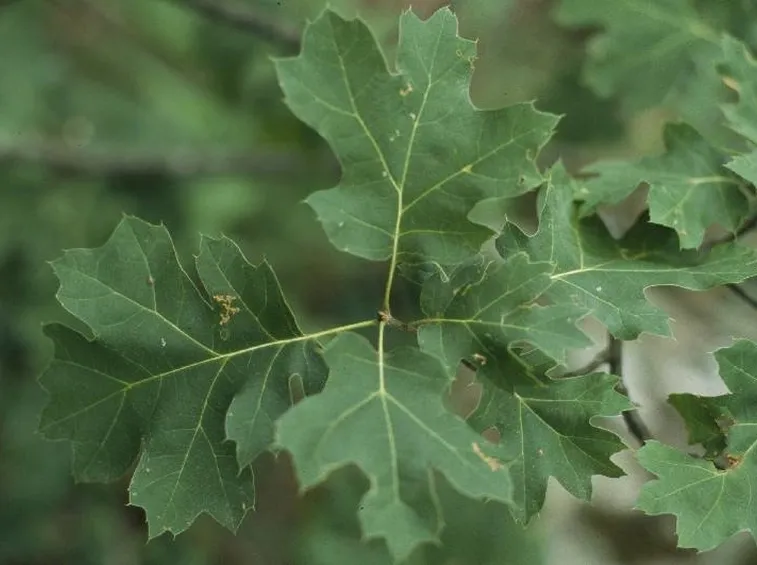 Foglie di quercia sul ramo