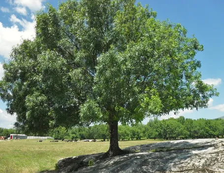 Albero frassino