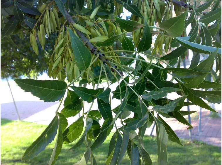Fronde frassino