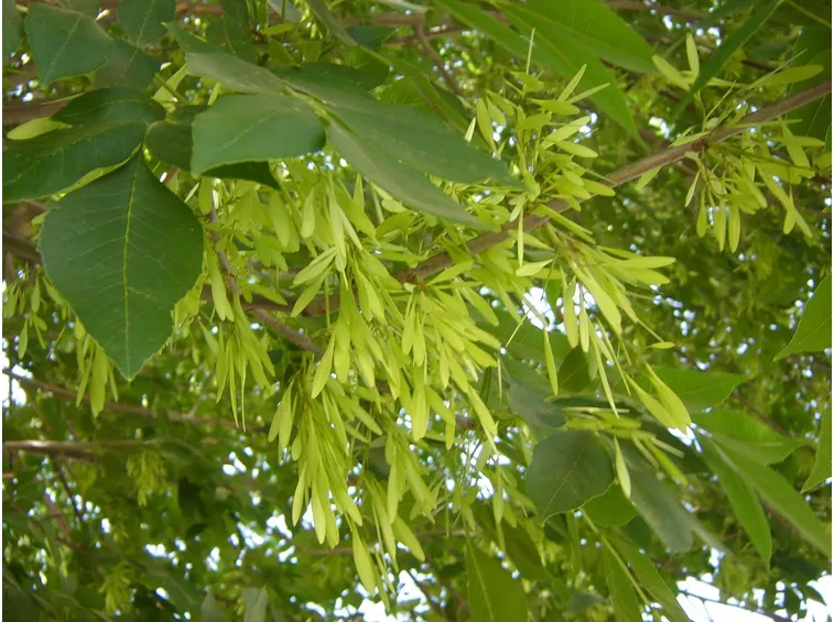 Rami foglie albero latifoglie