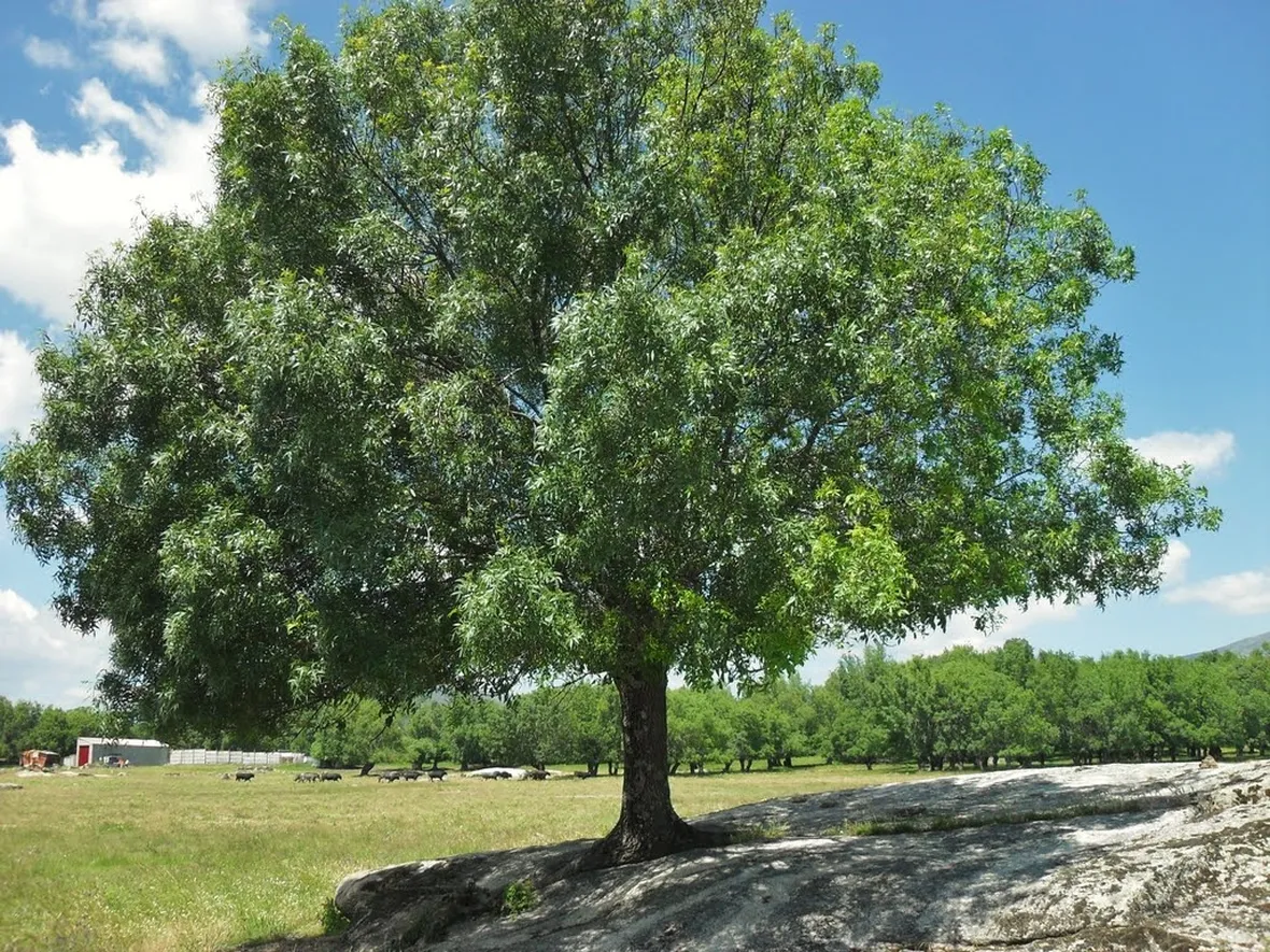 Albero frassino
