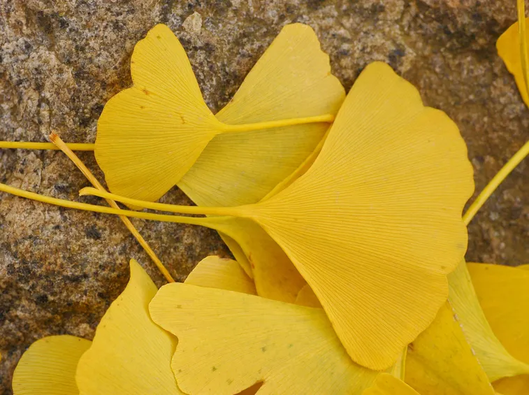 Foglie di Ginkgo in autunno