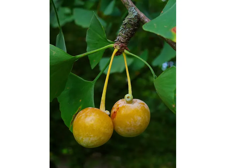Falsi frutti di ginkgo