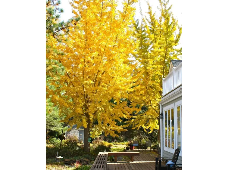 Ginkgo biloba adulto