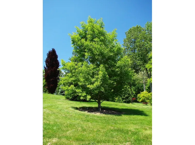 Ginkgo biloba