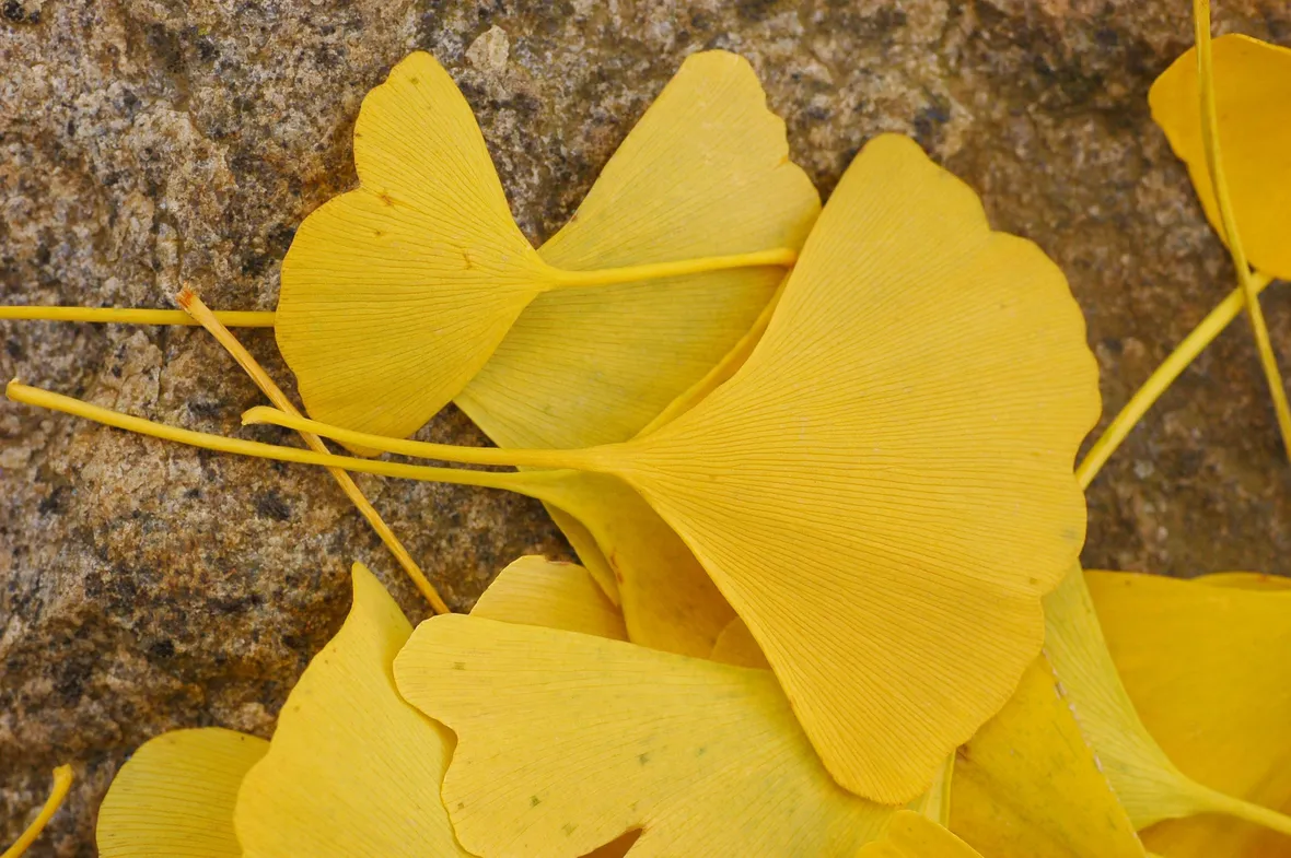 Foglie di Ginkgo in autunno