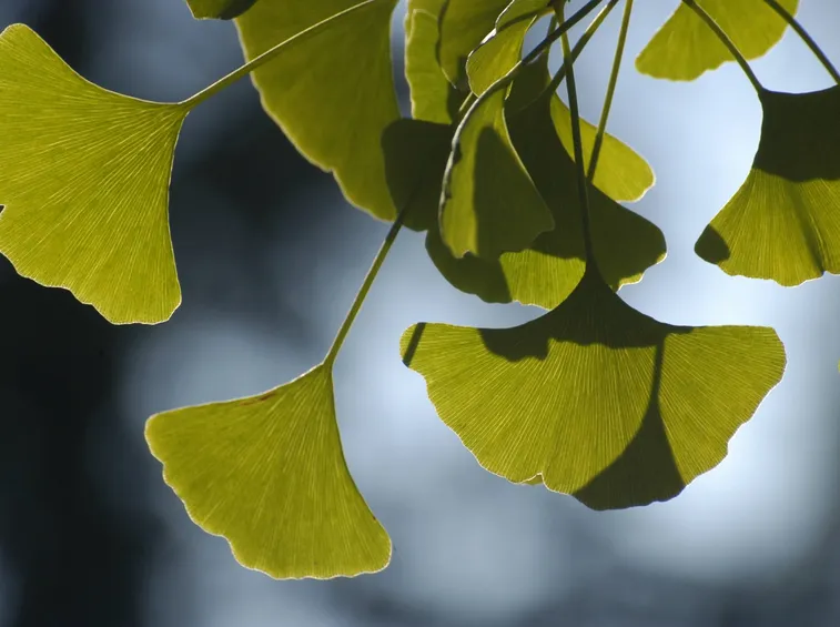 Le foglie di ginkgo biloba usate per composti e tisane