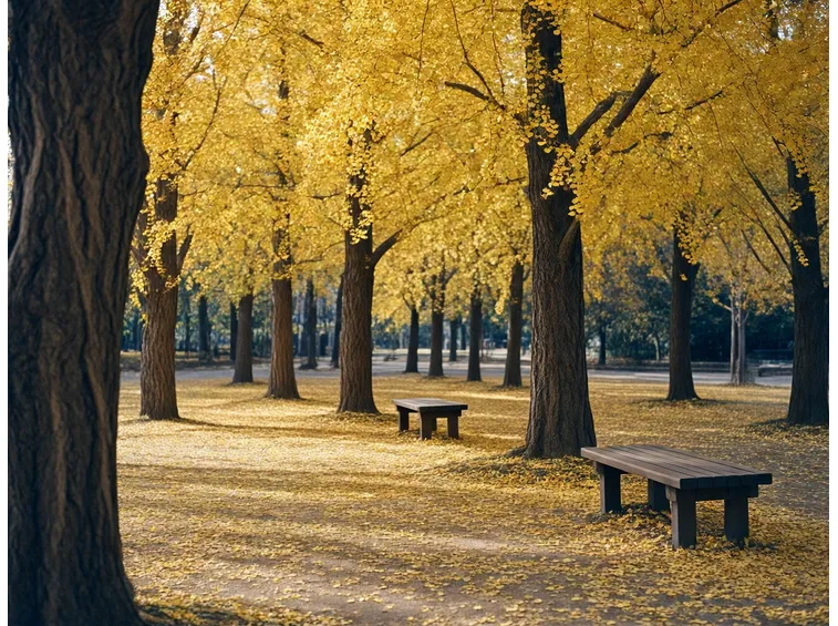 Un boschetto di ginkgo biloba in autunno con le foglie dorate