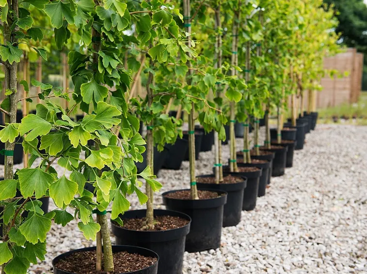 Giovani piante di ginkgo biloba