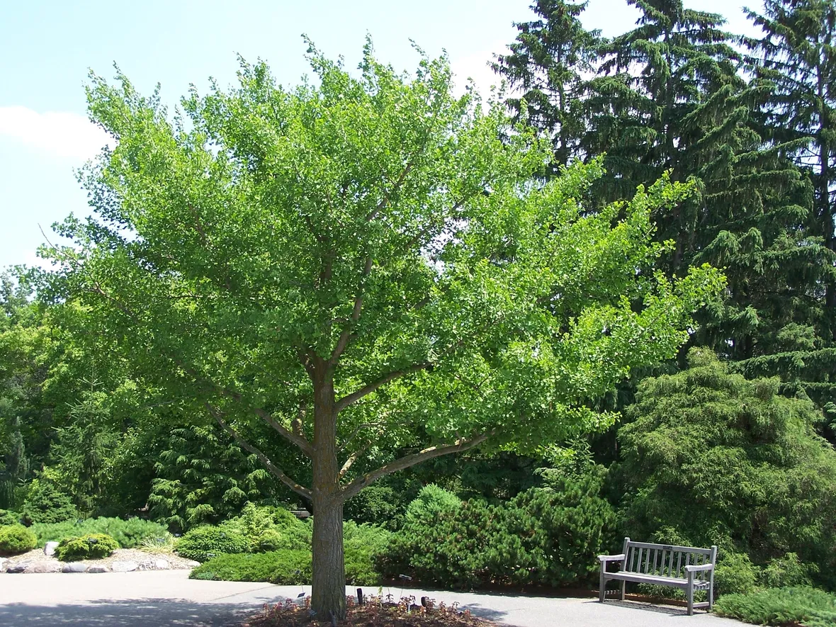 Un esemplare adulto di ginkgo biloba
