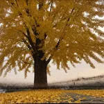 La caduta sincronizzata: un meccanismo tipico del ginkgo